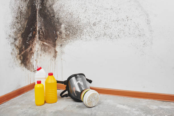 Best Kitchen Mold Remediation in Rye Brook, NY