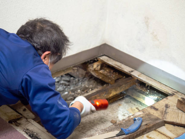 Best Black Mold Remediation in Rye Brook, NY