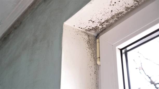 Best Bathroom Mold Remediation in Rye Brook, NY
